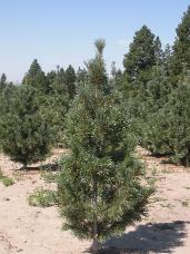 Vanderwolf Pine